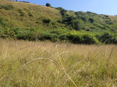 Digitaria eriantha, photographed by Mahomed Desai