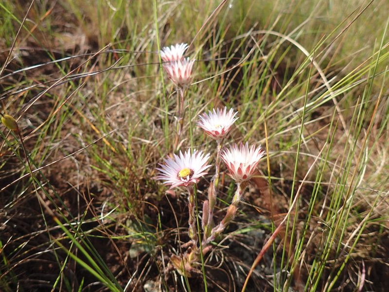 Helichrysum adenocarpum, photographed by Mahomed Desai