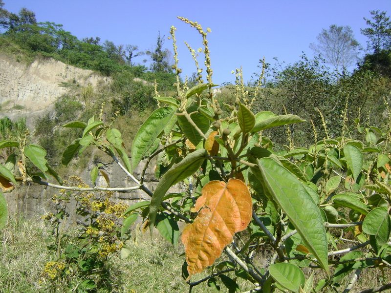 Croton xalapensis, photographed by Tereso Hernández Morales