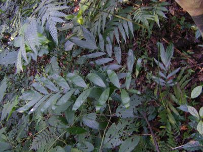 Chamaedorea schiedeana, photographed by Tereso Hernández Morales