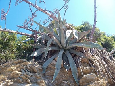 Agave americana, photographed by Michal Honskus
