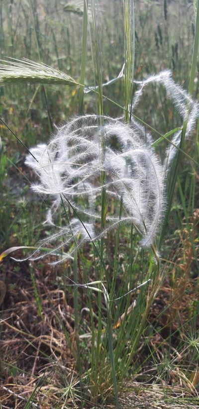 Stipa austroitalica, photographed by Leonardo Ancillotto