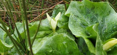 Trillium albidum, photographed by Asher Budnik