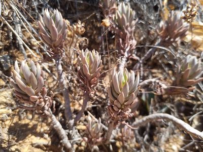 Petrosedum sediforme, photographed by Michal Honskus