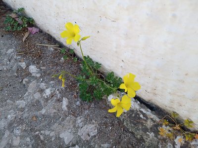 Oxalis pes-caprae, photographed by Michal Honskus
