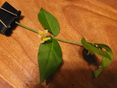 Euonymus americanus, photographed by Judith Bush