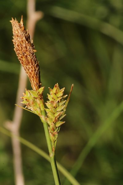 Carex vestita, photographed by Scott Ward