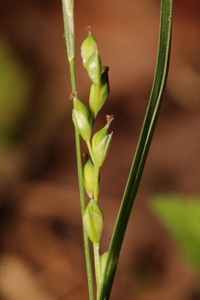 Carex manhartii, photographed by Scott Ward