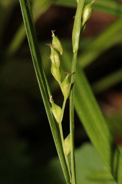 Carex manhartii, photographed by Scott Ward