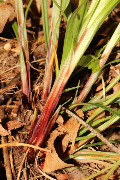 Carex manhartii, photographed by Scott Ward