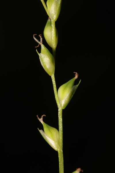 Carex manhartii, photographed by Scott Ward