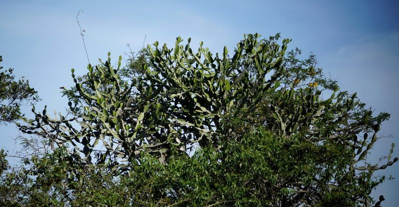 Euphorbia antiquorum, photographed by desertnaturalist