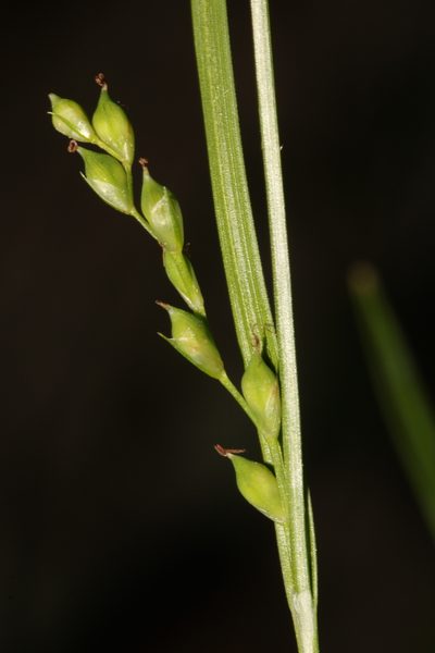 Carex manhartii, photographed by Scott Ward