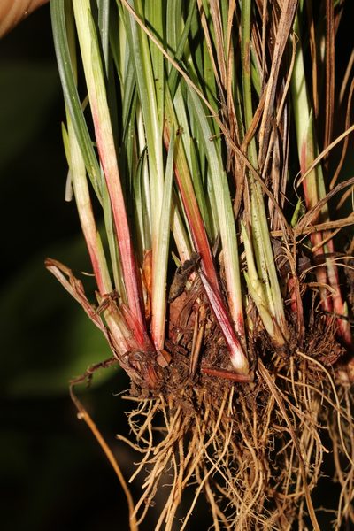 Carex manhartii, photographed by Scott Ward