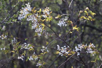 Amelanchier laevis