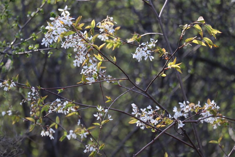 Amelanchier laevis, photographed by Henry "Nick" Robertson