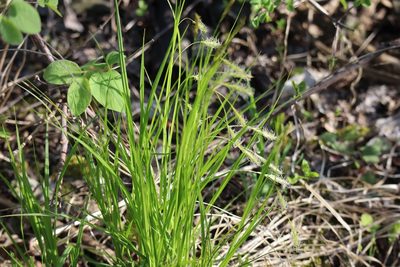 Carex sprengelii, photographed by Henry "Nick" Robertson