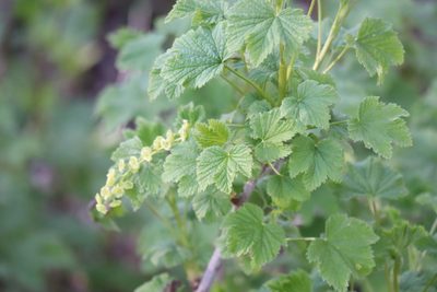 Ribes rubrum, photographed by Henry "Nick" Robertson