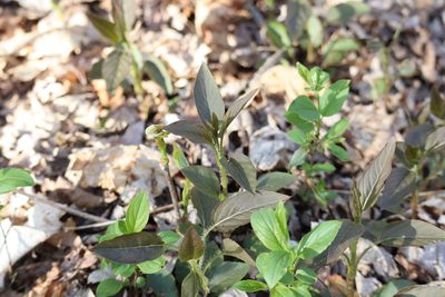 Lysimachia ciliata, photographed by Henry "Nick" Robertson