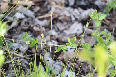 Carex peckii, photographed by Henry "Nick" Robertson