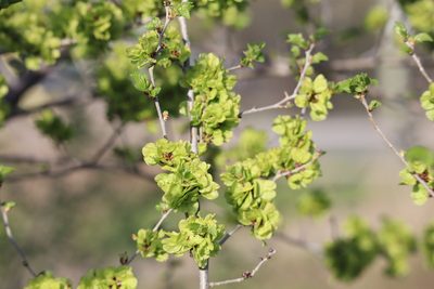 Ulmus pumila, photographed by Henry "Nick" Robertson