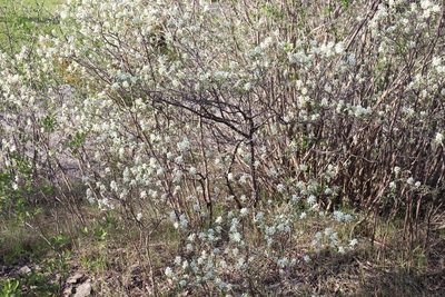 Amelanchier humilis, photographed by Henry "Nick" Robertson