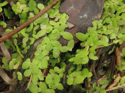 Lemna aequinoctialis, photographed by chiuluan