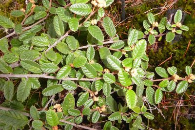 Pomaderris edgerleyi, photographed by Peter de Lange