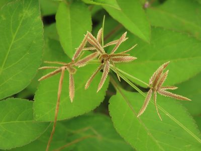 Cyperus flavidus, photographed by chiuluan