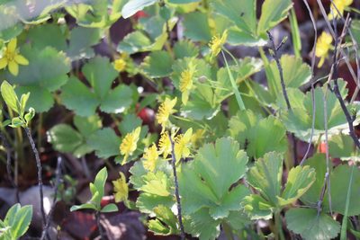 Waldsteinia fragarioides, photographed by Henry "Nick" Robertson