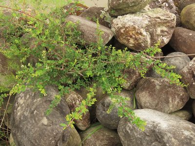 Berchemia lineata, photographed by chiuluan