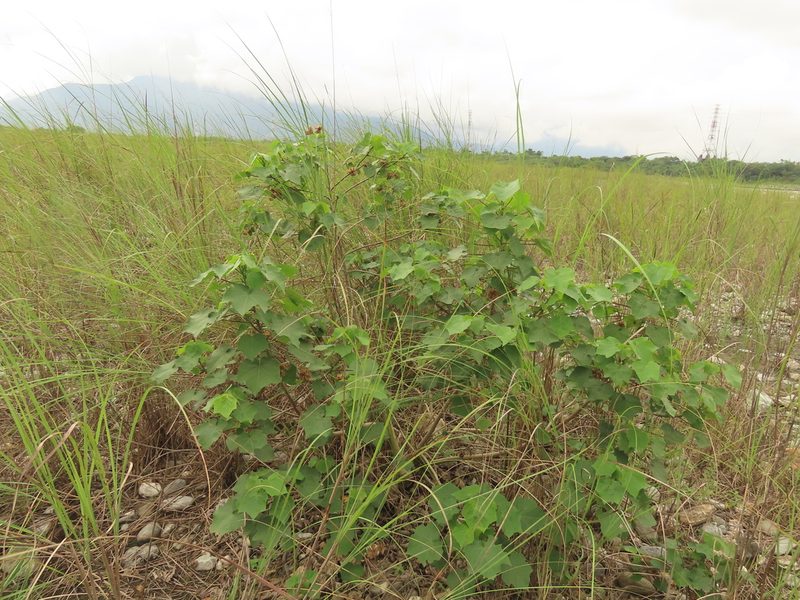 Hibiscus taiwanensis, photographed by chiuluan