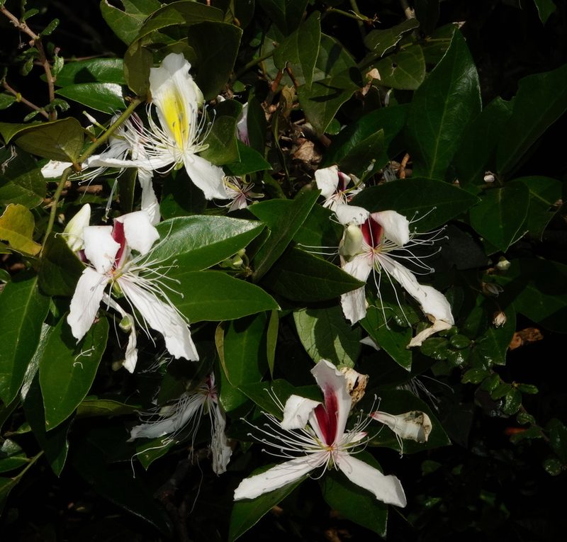 Capparis brevispina, photographed by desertnaturalist
