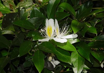 Capparis brevispina, photographed by desertnaturalist