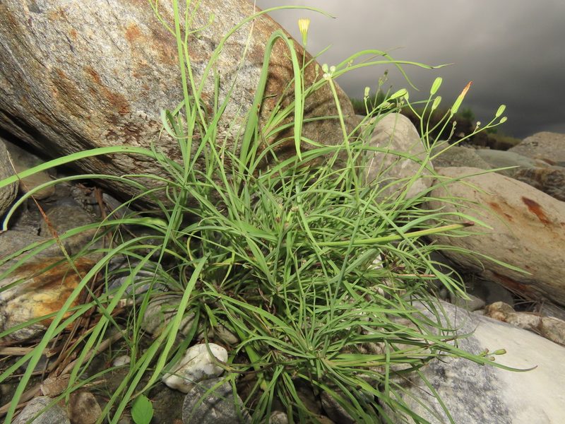 Ixeris tamagawaensis, photographed by chiuluan
