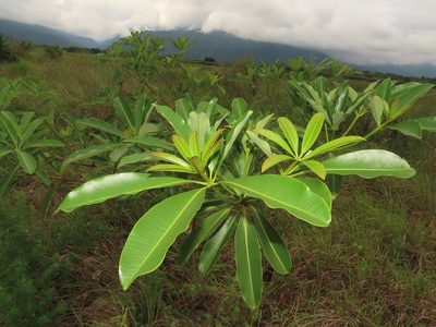 Alstonia scholaris, photographed by chiuluan