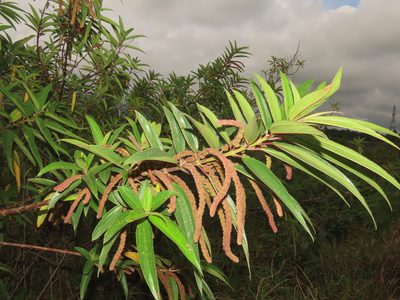 Boehmeria densiflora, photographed by chiuluan