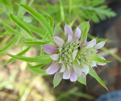 Monarda citriodora, photographed by saltyhiker