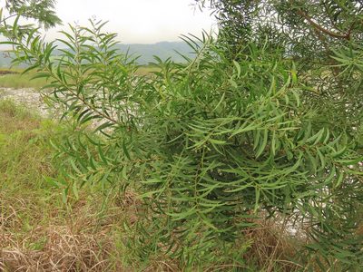 Acacia confusa, photographed by chiuluan
