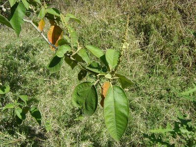 Croton xalapensis, photographed by Tereso Hernández Morales