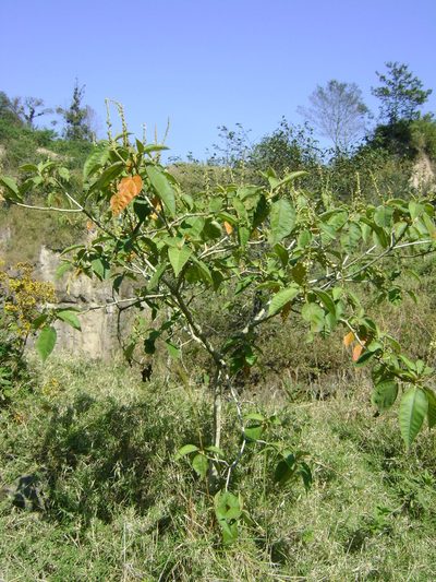 Croton xalapensis, photographed by Tereso Hernández Morales