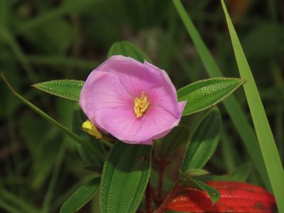 Melastoma scaberrimum, photographed by chiuluan