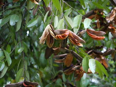 Lophopetalum wightianum, photographed by Dinesh Valke