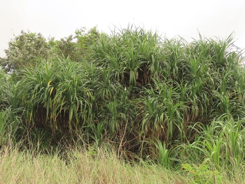 Pandanus odorifer, photographed by chiuluan