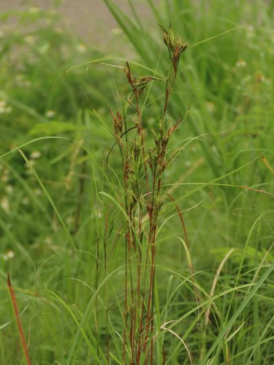 Cymbopogon tortilis, photographed by chiuluan