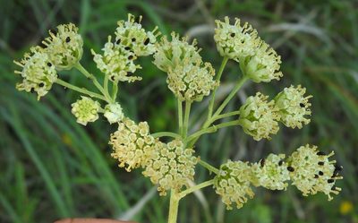 Hymenopappus scabiosaeus, photographed by saltyhiker