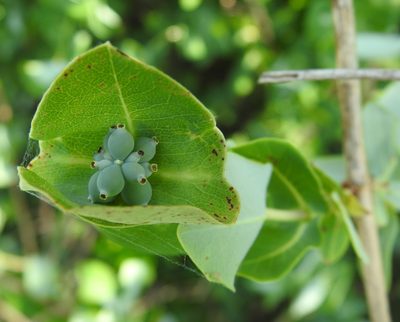 Lonicera albiflora, photographed by saltyhiker