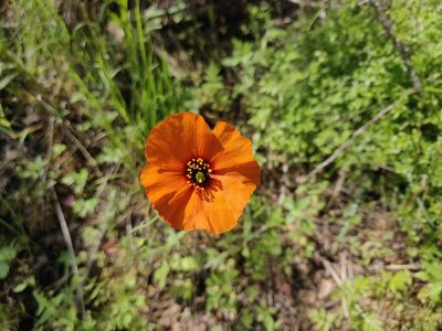 Stylomecon heterophylla, photographed by Alexander Wentworth