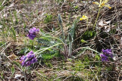 Oxytropis strobilacea, photographed by Nina Filippova