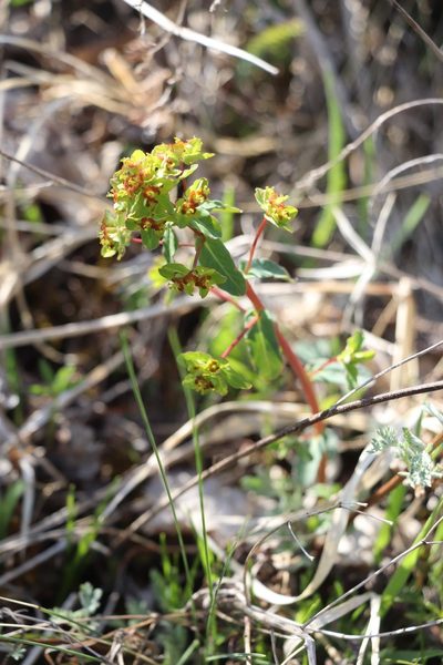Euphorbia alpina, photographed by Nina Filippova